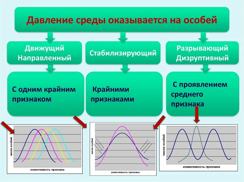 Давление среды. Движущий стабилизирующий разрывающий. Факторы давления среды. Движущий 2) стабилизирующий 3) разрывающий.