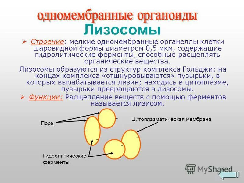 Лизосомы расщепляют. Органоиды лизосомы. Строение лизосомы клетки. Первичные и вторичные лизосомы.