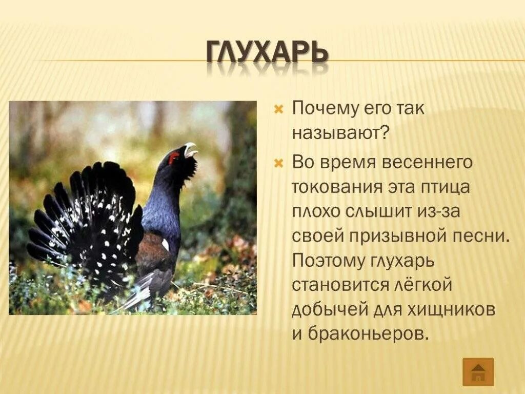 Почему птица глухарь