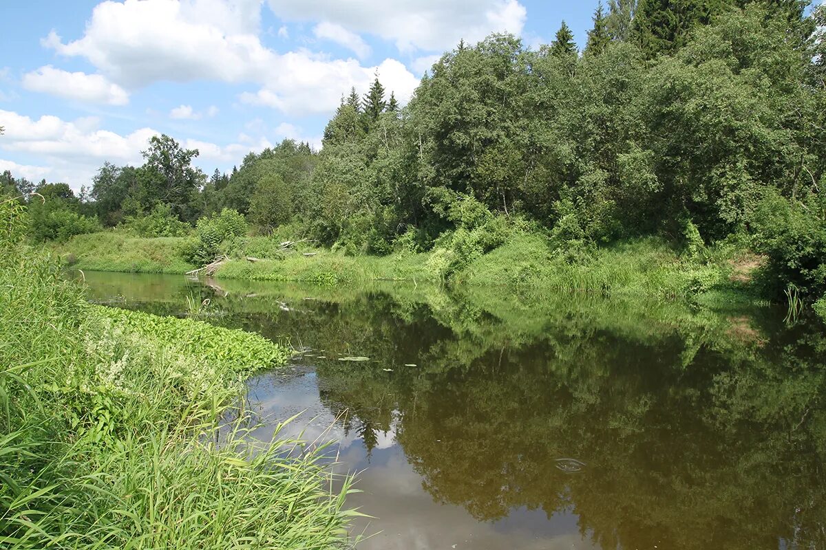 Город дубна река дубна. Дубна (приток волги). Дубна ратмино волга. Берег волги дубна. Берега реки дубны.
