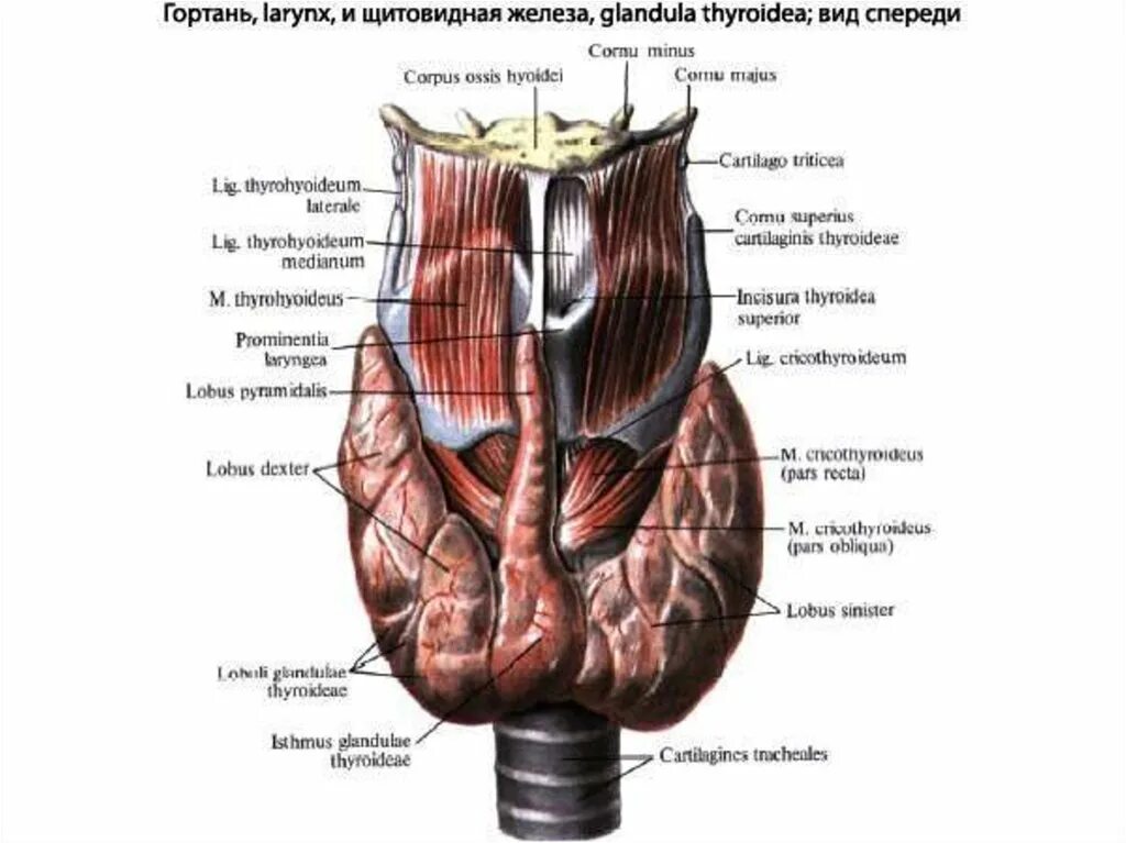 Фиброзная капсула на латыни