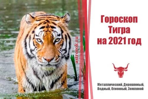 Гороскоп на октябрь тигр женщина. Тигр гороскоп характеристика женщины. гороскоп для тигра на 2025 год для женщины. гороскоп дева и тигр. тигр дева мужчина.