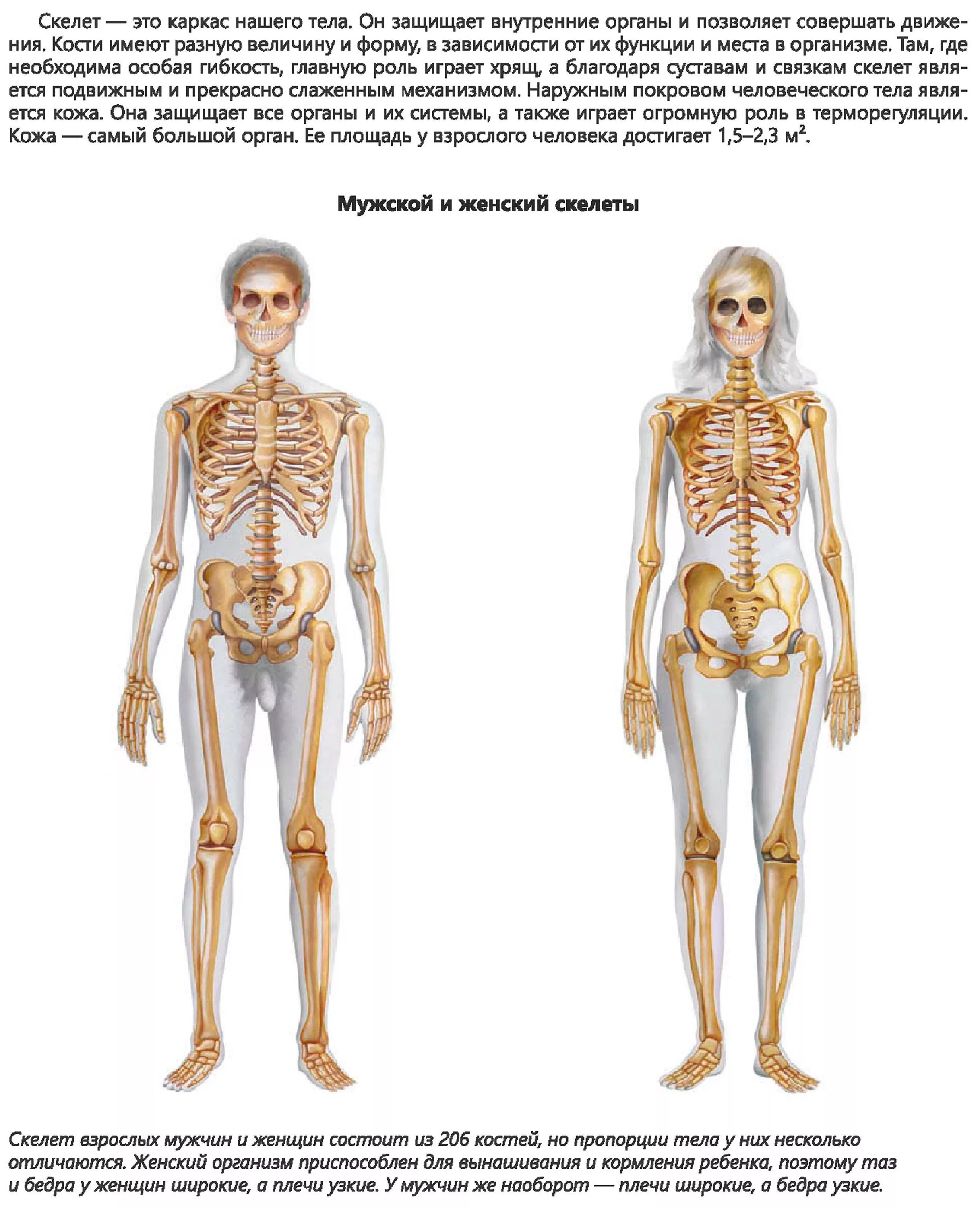 И молодые люди кости человека. Костная система человека скелет. Анатомия человека скелет различия мужчин и женщин. Скелет мужчины и женщины. Скелет мужчины.