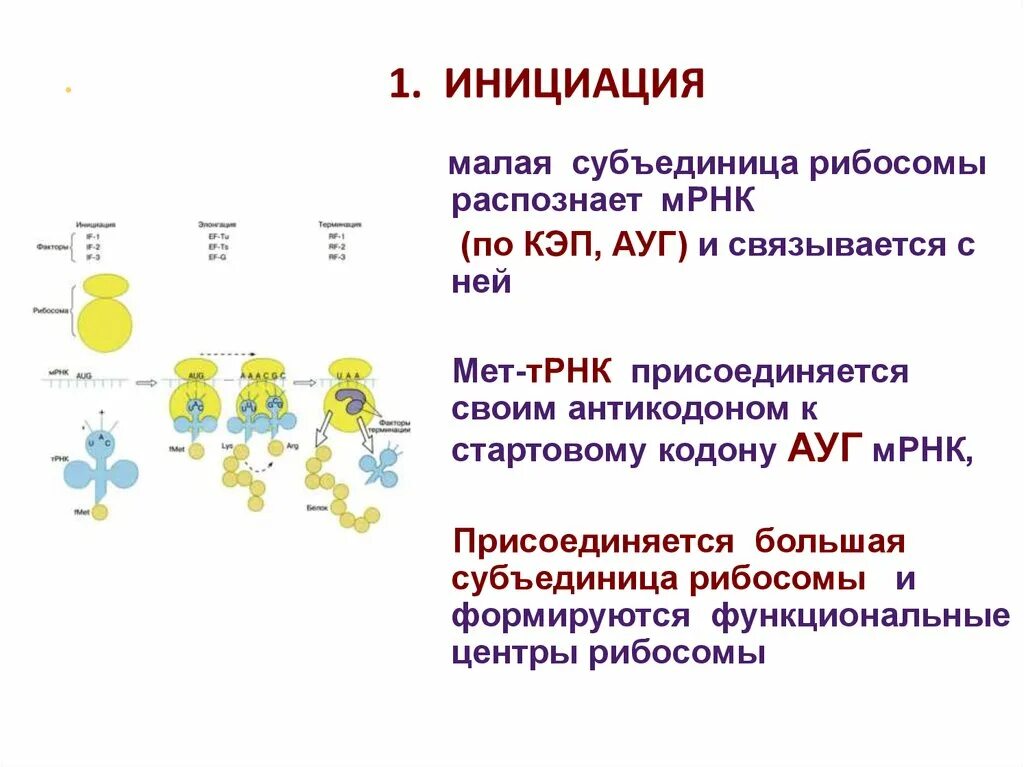 Малая субъединица рибосомы. Большая и малая субъединица РНК. Присоединение МРНК К рибосоме. Центры рибосомы.