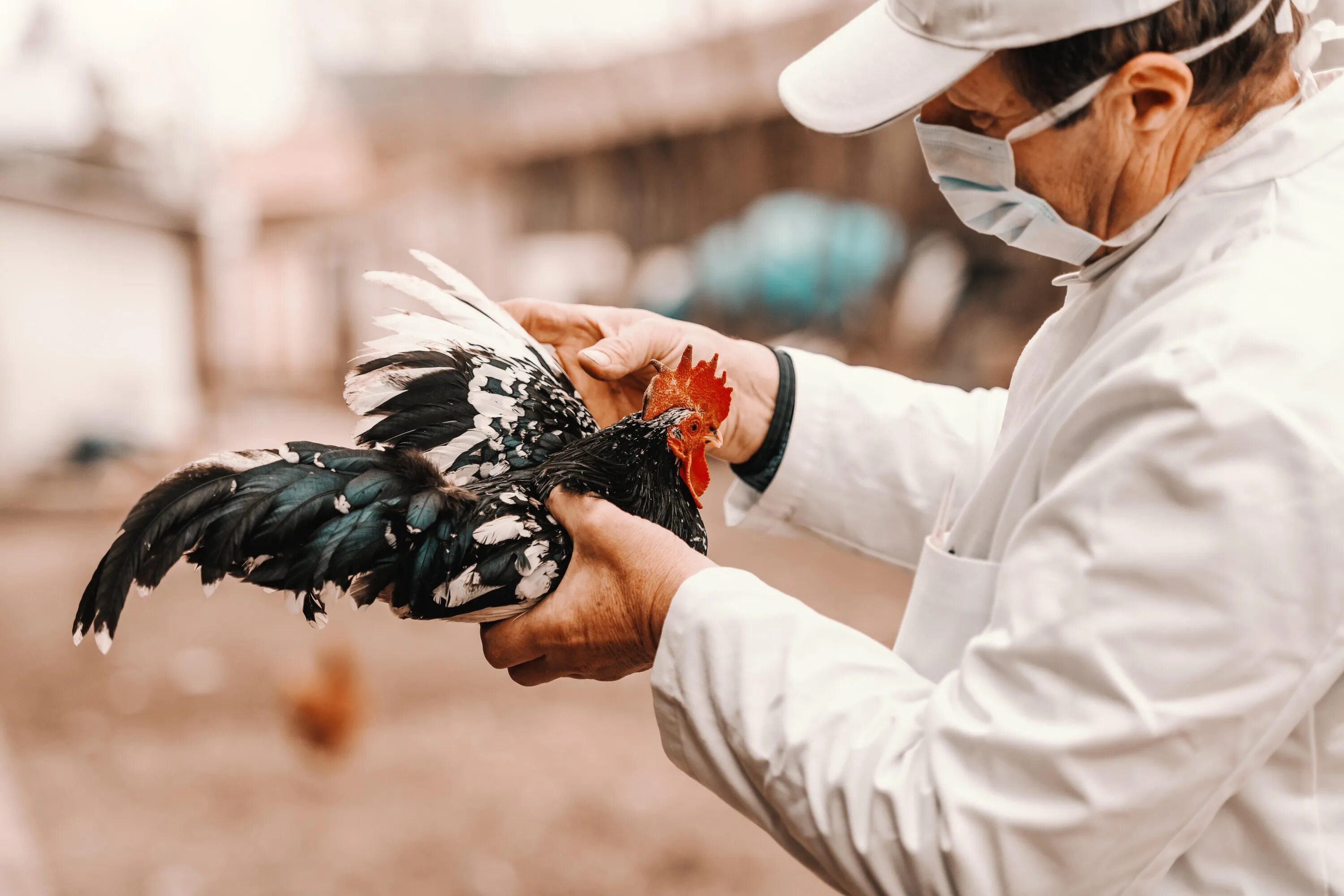 Случаи эпизоотии. Птичий грипп в Казахстане. Высокопатогенный грипп птиц.