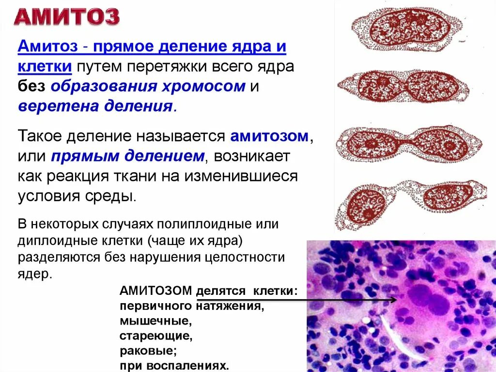 Деление раковых клеток амитоз. Амитоз прямое деление клетки. Деление клетки амитоз. Прямым бинарным делением клетки