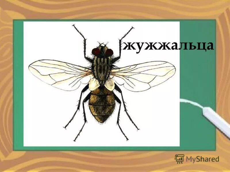 жужжальца у двукрылых насекомых это. отряд двукрылые общая характеристика. общая характеристика двукрылых. характерные признаки отряда двукрылые. личинки двукрылых.