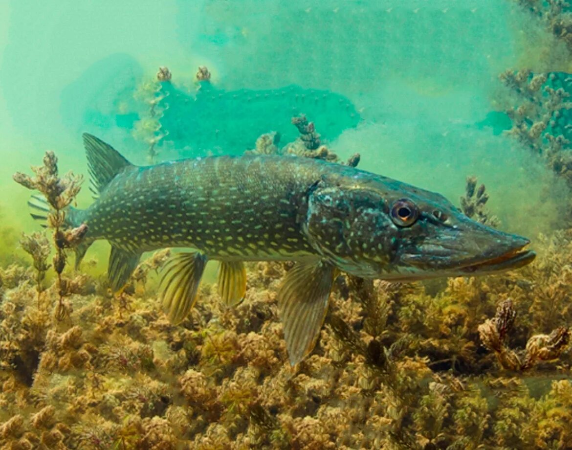 Щука плавает в воде. Обыкновенная щука (Esox Lucius). Вид обыкновенная щука - Esox Lucius. Рыба щука Esox Lucius. Амурская тигровая щука.