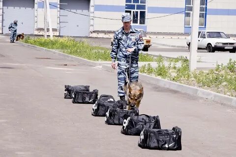Кинолог ярославль