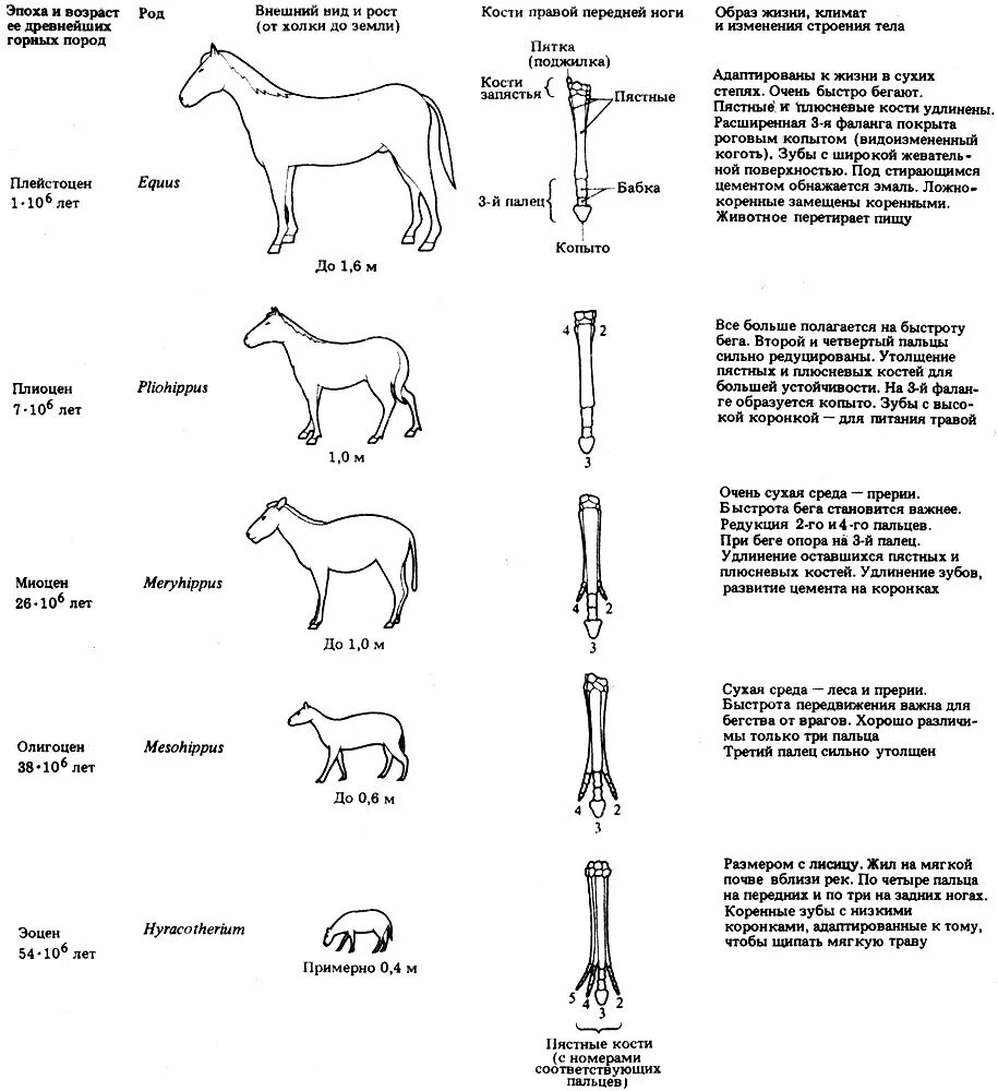 Эволюция передних конечностей лошади. Строение ног лошади сухожилия. Изменение строения конечности лошади. Изменение строения конечности лошади. Эогиппус предок лошади.