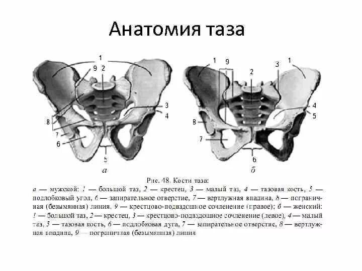 Таз отдел скелета. Строение таза вид спереди.