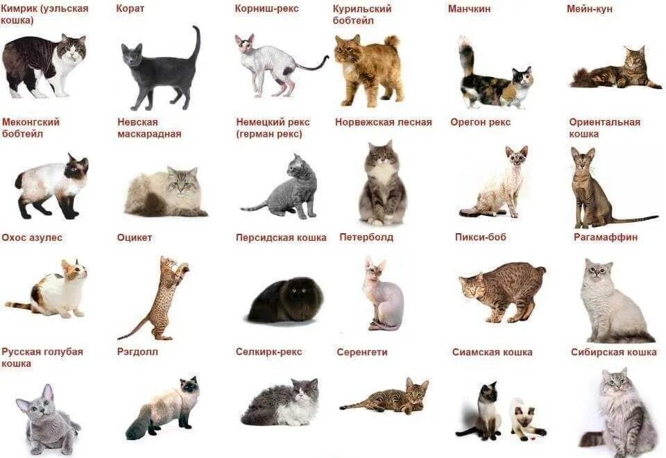 Какую кошку можно. Породы кошек по алфавиту список. Породы кошек таблица. Породы кошек с названиями по материкам происхождения породы. Таблица характеристики пород кошек.