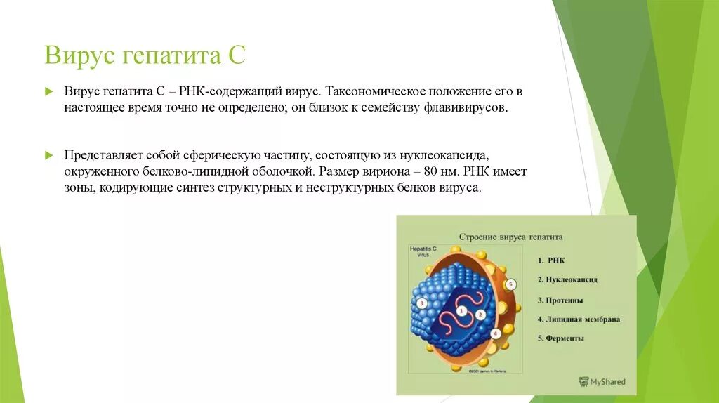 Поражаемые структуры гепатита в. РНК содержащие вирусы гепатита. Структура вируса гепатита в. РНК вируса гепатита с. Строение вируса гепатита в.