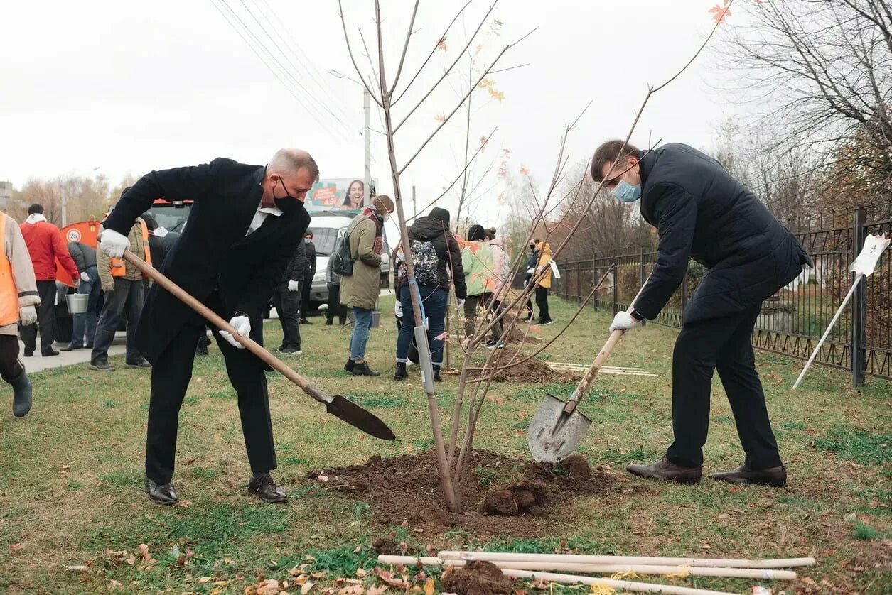 Посади дерево область