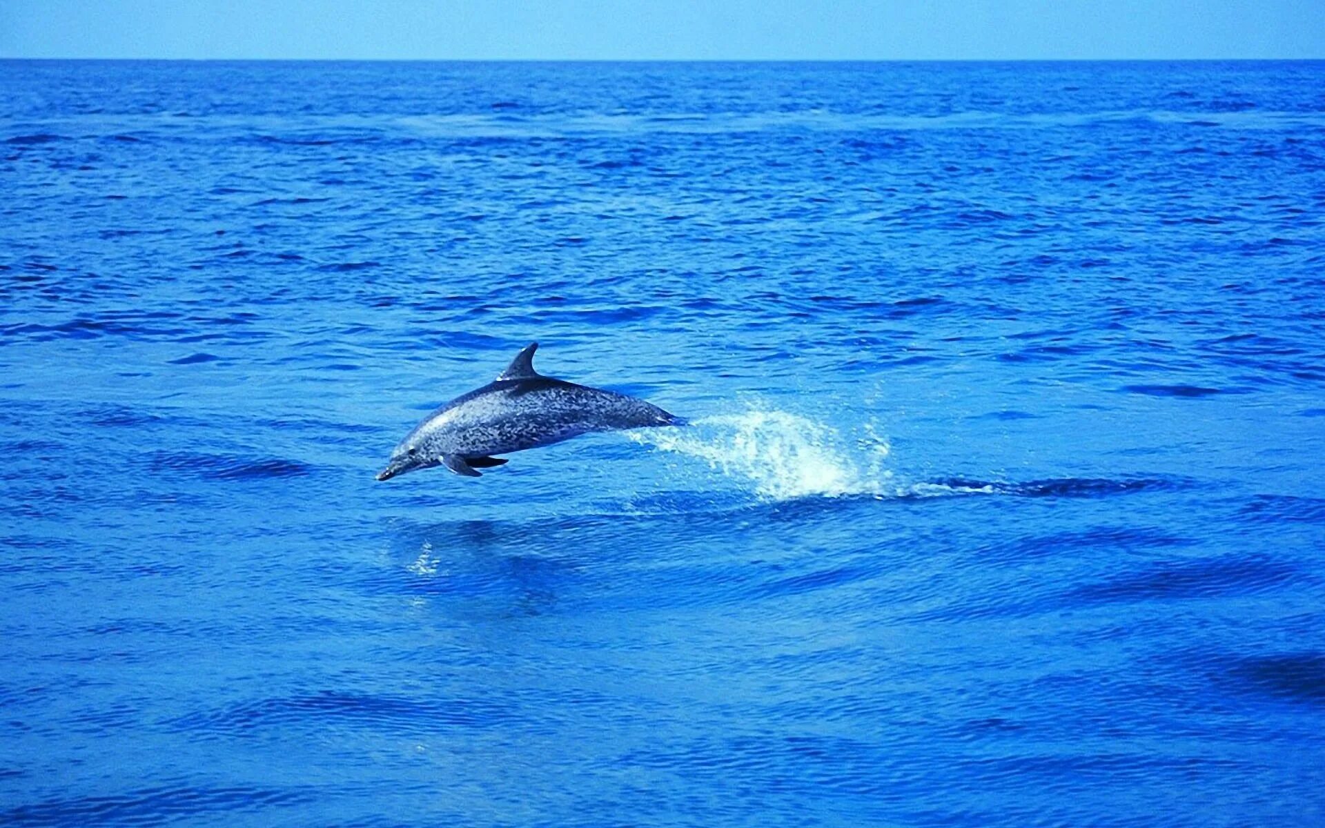 Слушать океан дельфин. Дельфины. Морской Дельфин. Красота моря. Дельфин в море.