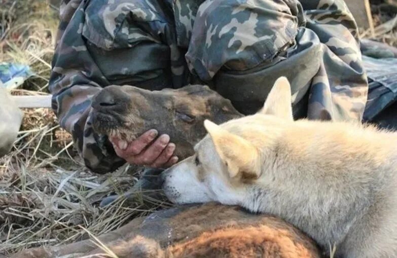 Кто спас зверей от страшного. Спасение диких животных. Спасение животных в лесу.