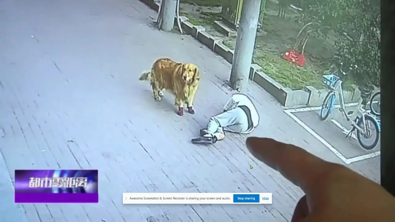 Упавший кот. Упавший кот