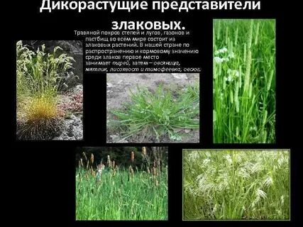 Травянистый покров