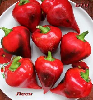 Перец лесь