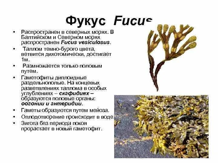 Фукус пузырчатый водоросль. Фукус водоросль строение. Бурые водоросли Fucus. Фукус пузырчатый строение. Фукус отдел