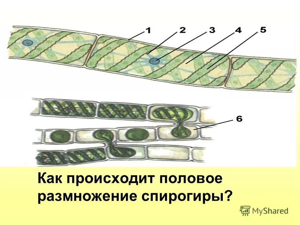 Половое размножение спирогиры