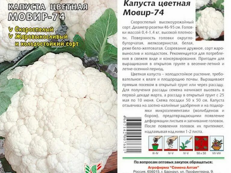 Хорошие сорта капусты для открытого грунта. Капуста цветная мовир 74. цветная капуста мовир семена. скороспелые сорта цветной капусты. открытый грунт цветная капуста.