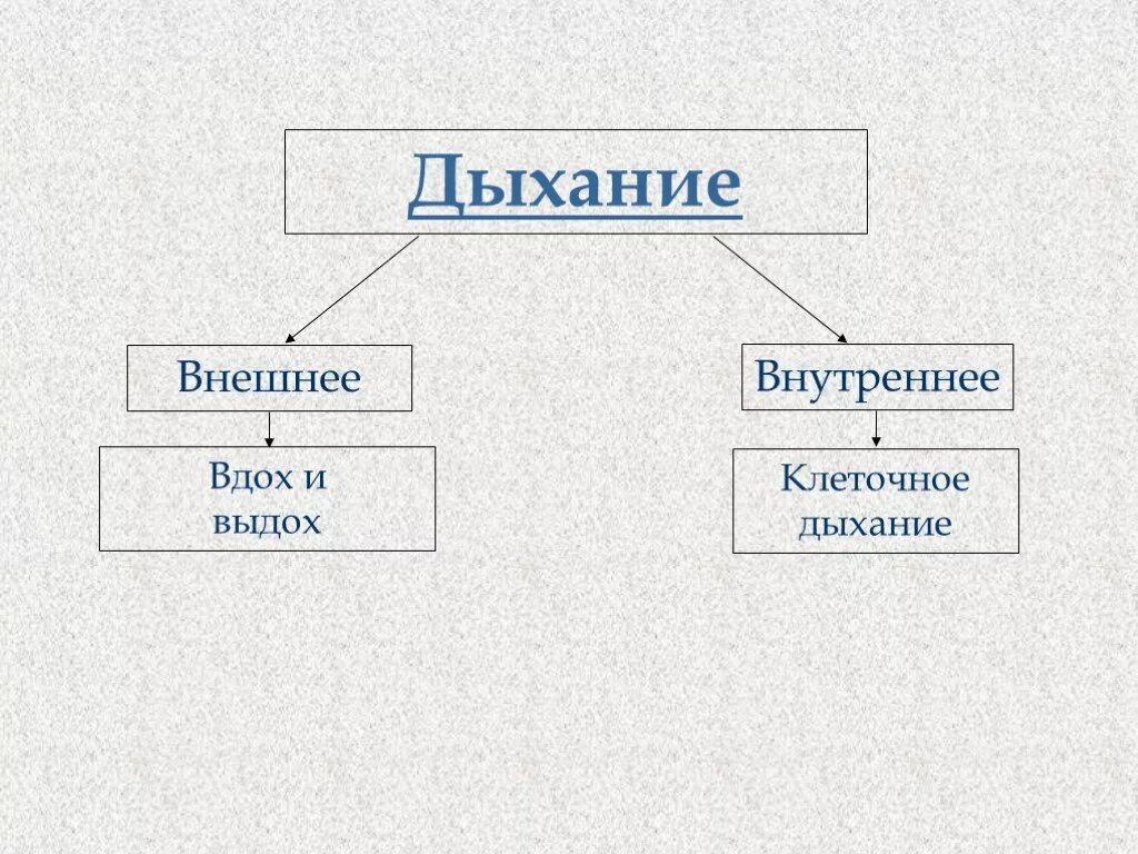 Особенности внутреннего дыхания. Внешнее и внутреннее дыхание. Внешнее дыхание и внутреннее дыхание. Внутренне дыхание схема. Дыхание внешнее и внутреннее клеточное.