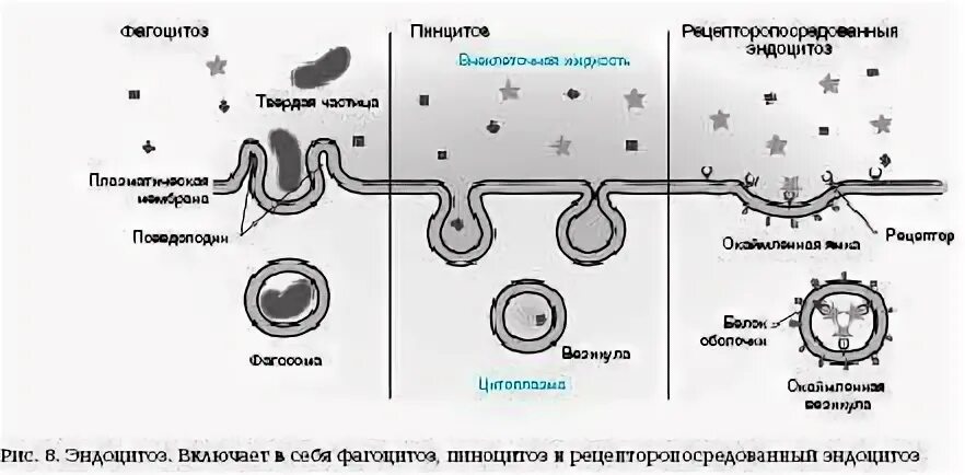 Эндоцитоз транспорт. Клеточный транспорт везикулярный. Схема эндоцитоза везикулярный транспорт. Активный транспорт в клетку лизосома.