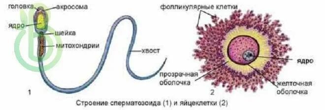 Размер яйцеклетки рыбы. Строение сперматозоида и яйцеклетки у животных. Строение половых клеток 10 класс. Строение половых клеток сперматозоид. Строение сперматозоида и яйцеклетки биология.