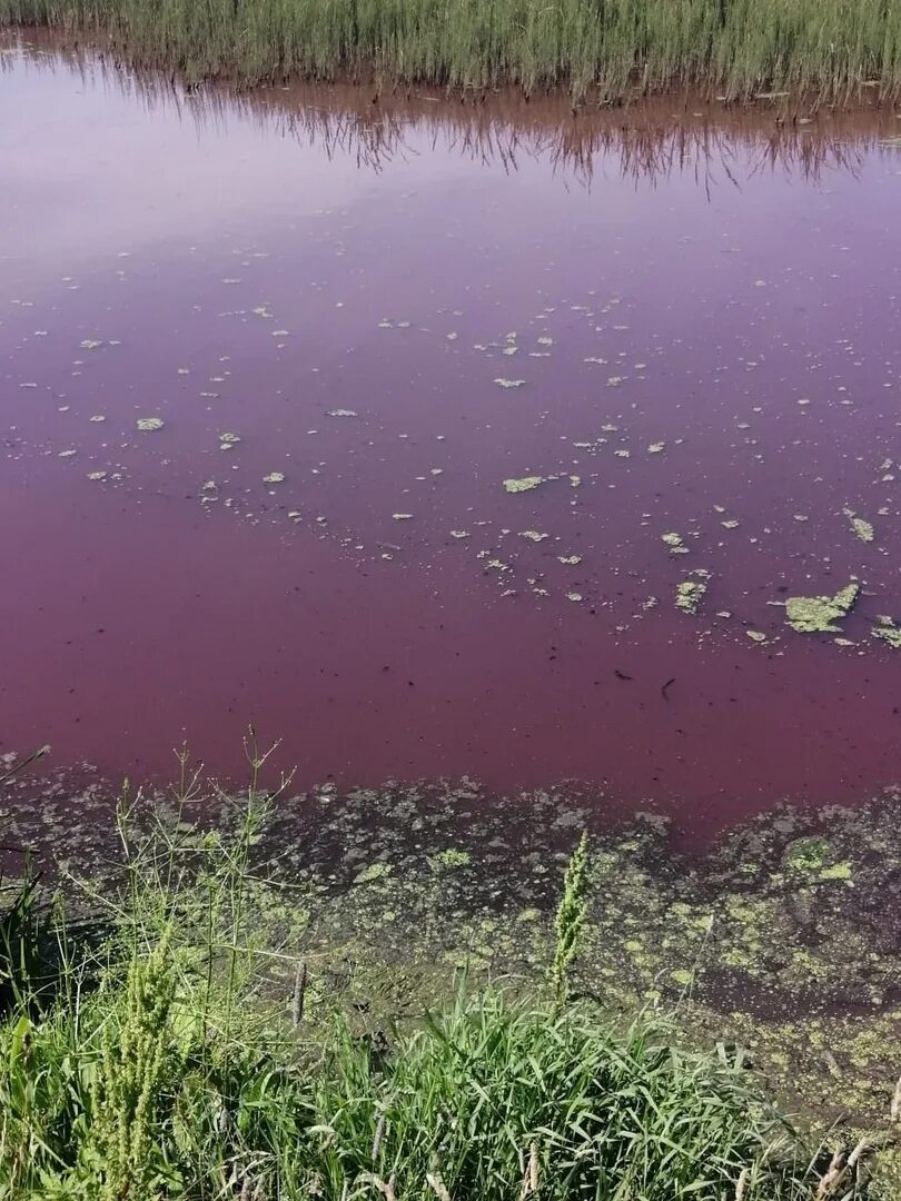 Река чернь Тульская область. Река с красной водой. Река окрасилась в красный. Вода красного цвета в водоеме.