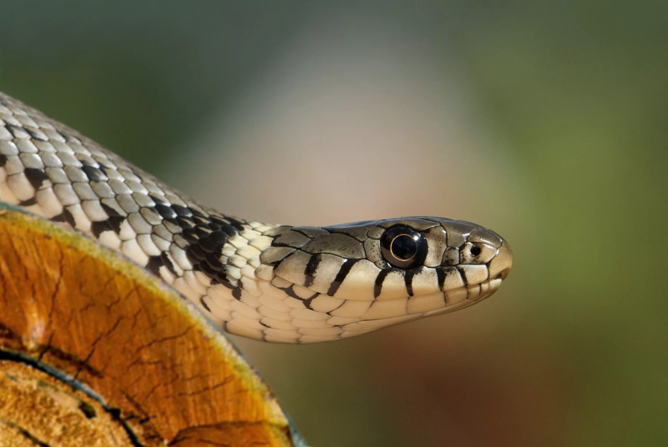змея шумящая гадюка. змеи уж, гадюка, кобра, полоз. кобра уж. колхидский уж. ошейниковая кобра.