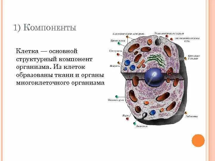 Основные структурные элементы клетки. Клетка и ее структурные компоненты. Основные структурные компоненты клетки. Основные составляющие части клеток. Составляющие любой клетки