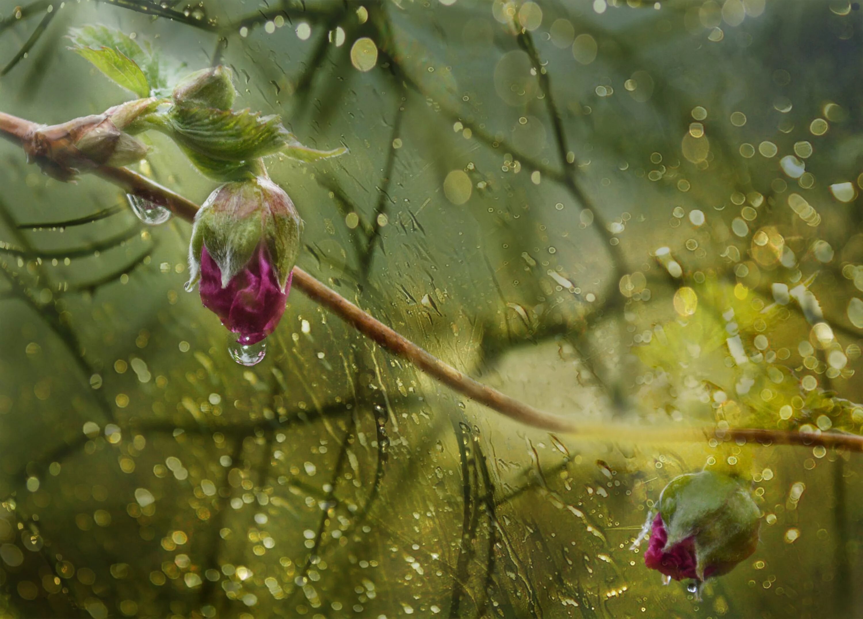 Дождь и растения. Растения под дождем. Летний дождь. Цветы за мокрым стеклом.