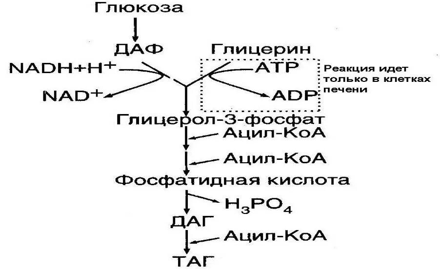 Синтез белка из жира. Биосинтез Синтез жиров в печени и жировой ткани.. Синтез триацилглицеридов из Глюкозы в жировой ткани. Схема синтеза жирных кислот и триацилглицеринов в печени. Схема синтеза жиров в жировой ткани.