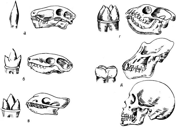 Зубная система млекопитающих анатомия. Филогенез черепа позвоночных. Зубная система травоядных млекопитающих. Филогенез зубной системы позвоночных животных.