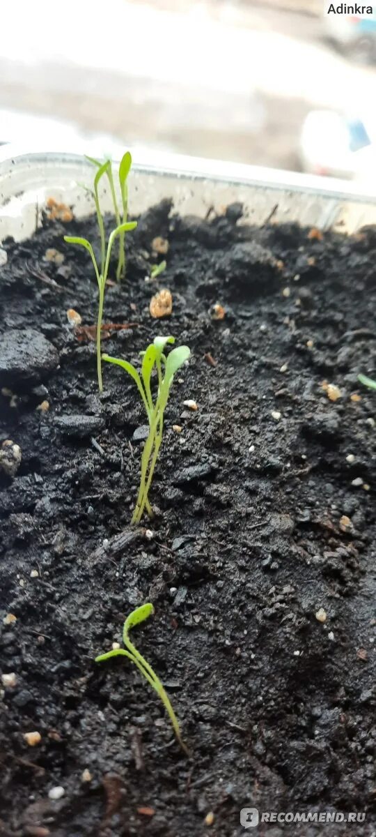 Seedling «рассада». Шиповник всходы. Сосна горная сеянец. Неопалимая купина рассада. Книффофия всходы сеянцев.