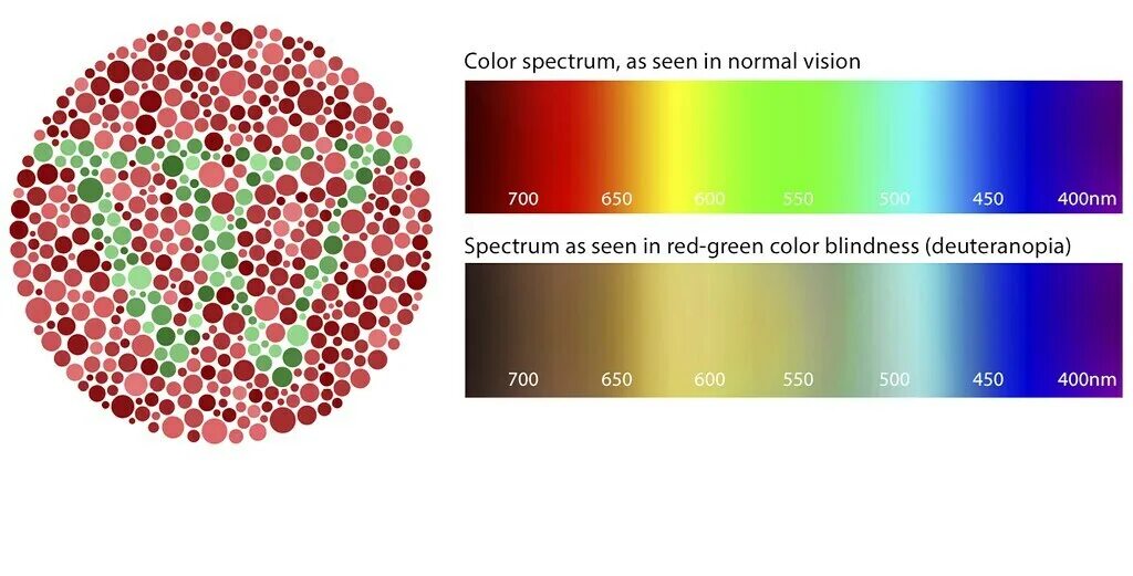 Ген общей цветовой слепоты. Дальтонизм протанопия. Red Green Color Blindness. Дальтонизм дейтеранопия. Дейтеранопия цвета.