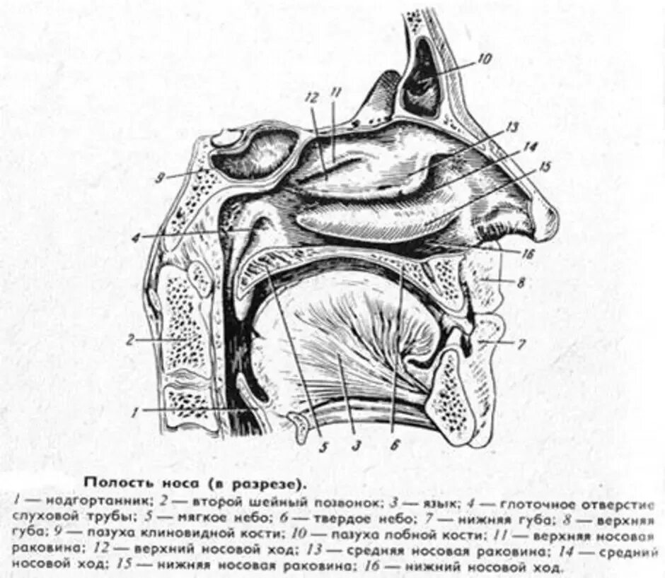 Носовой проход отделен от ротовой полости твердым. Строение носовой полости. Полость носа анатомия строение. Разрез носовой полости строение. Полость носа Сагиттальный разрез.