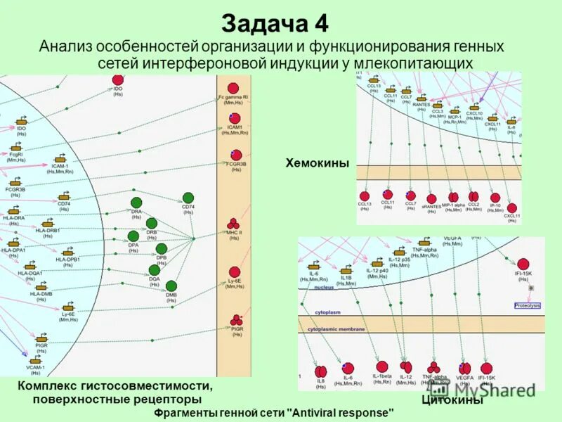 создании возможностей возникновения новых генных комбинаций. создании возможностей возникновения новых генных комбинаций. генное клонирование. создании возможностей возникновения новых генных комбинаций. методы генной инженерии.