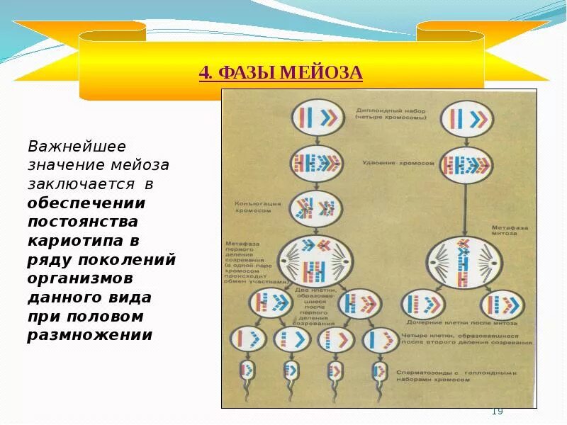 Сравнение мейоза и митоза сходства различия