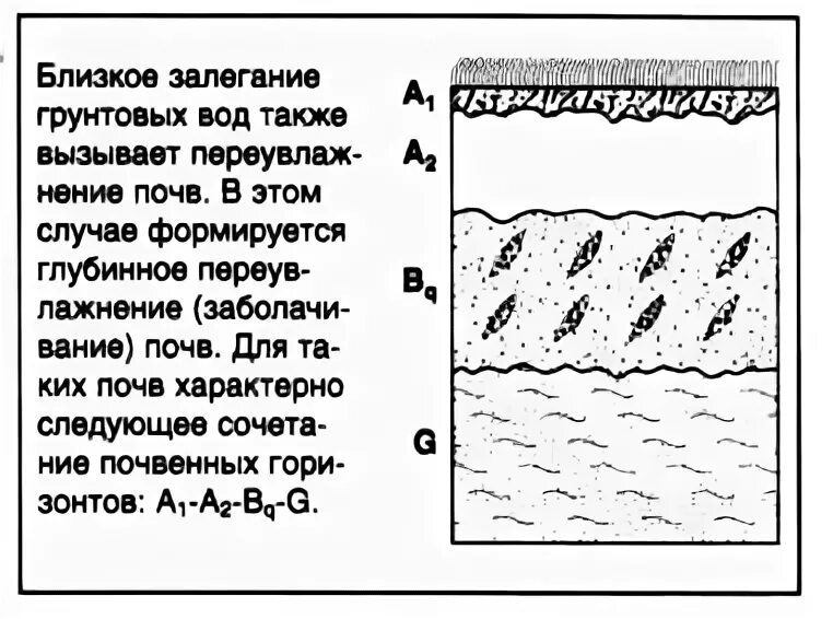 Почвы формируется в условиях избыточного увлажнения