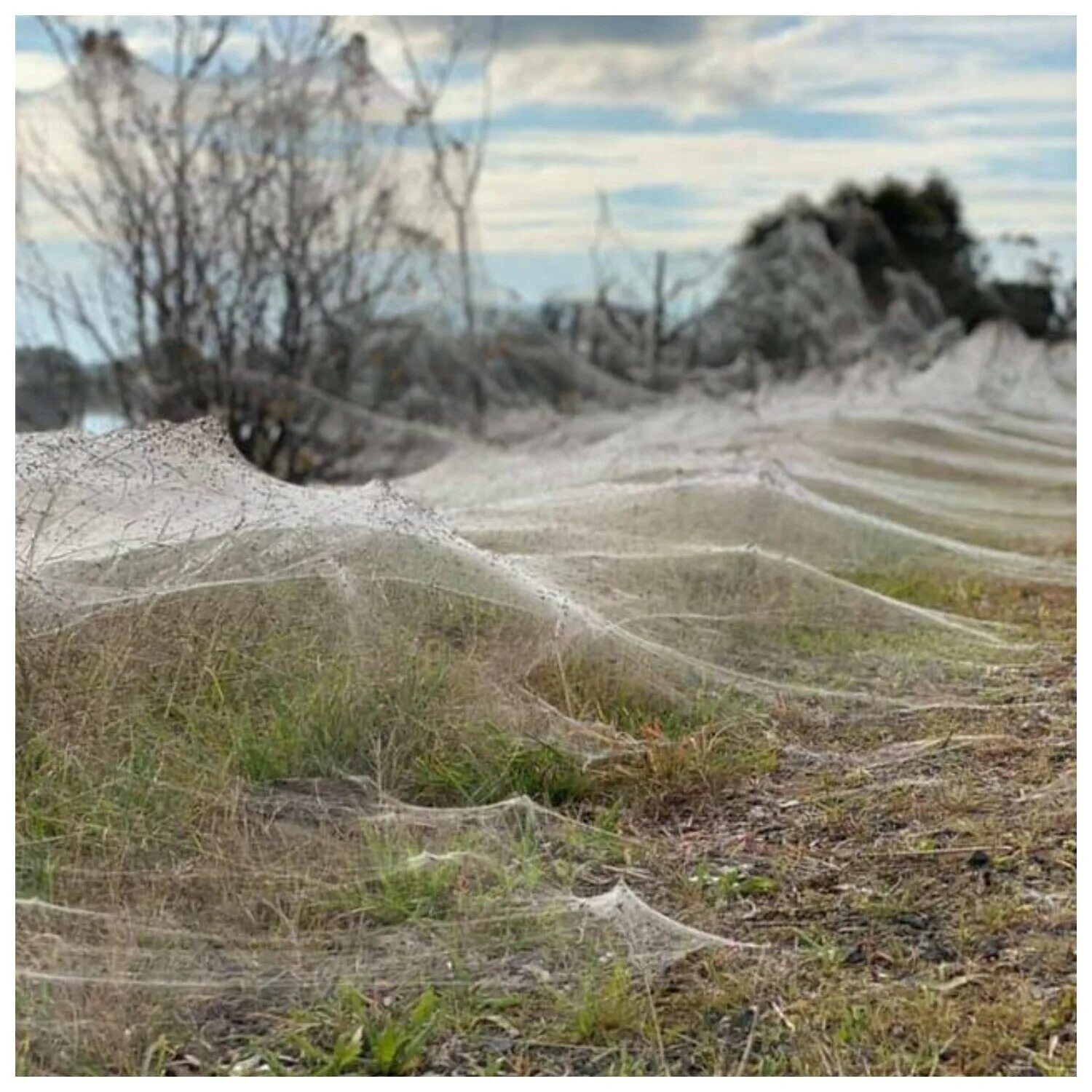 Окутывали поляны. Нашествие пауков в Австралии. Австралия пауки Нашествие 2020. Нашествие пауков в Австралии 2021.