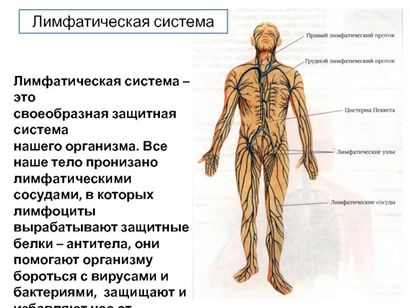 Лимфатические сосуды состоят. Лимфатическая система человека схема анатомия. 3. Лимфатическая система, функции.. Схема лимфатической системы человека 8 класс. Схема строения лимфоидной системы человека.