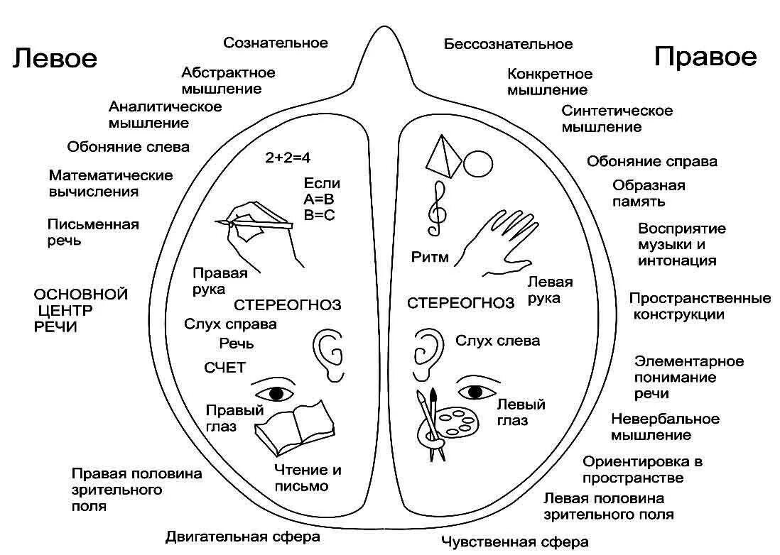 Полушария мозга схема. Схема левого полушария. Левое и правое полушарие мозга. Правое и левое полушарие мышление.