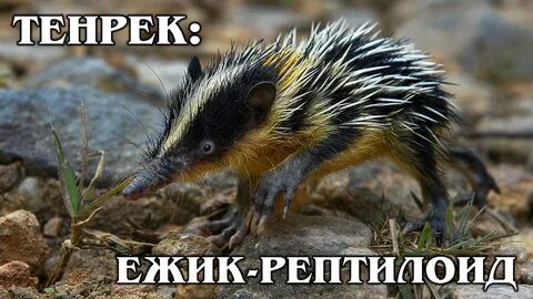 Тенрек