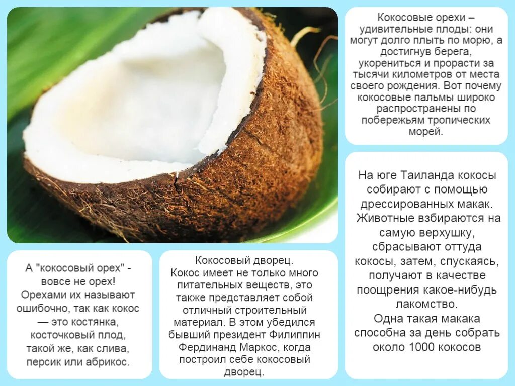 Coconut перевод на русский. Интересные факты о кокосе. Кокос информация для детей. Строение кокоса. Описание кокосовая.
