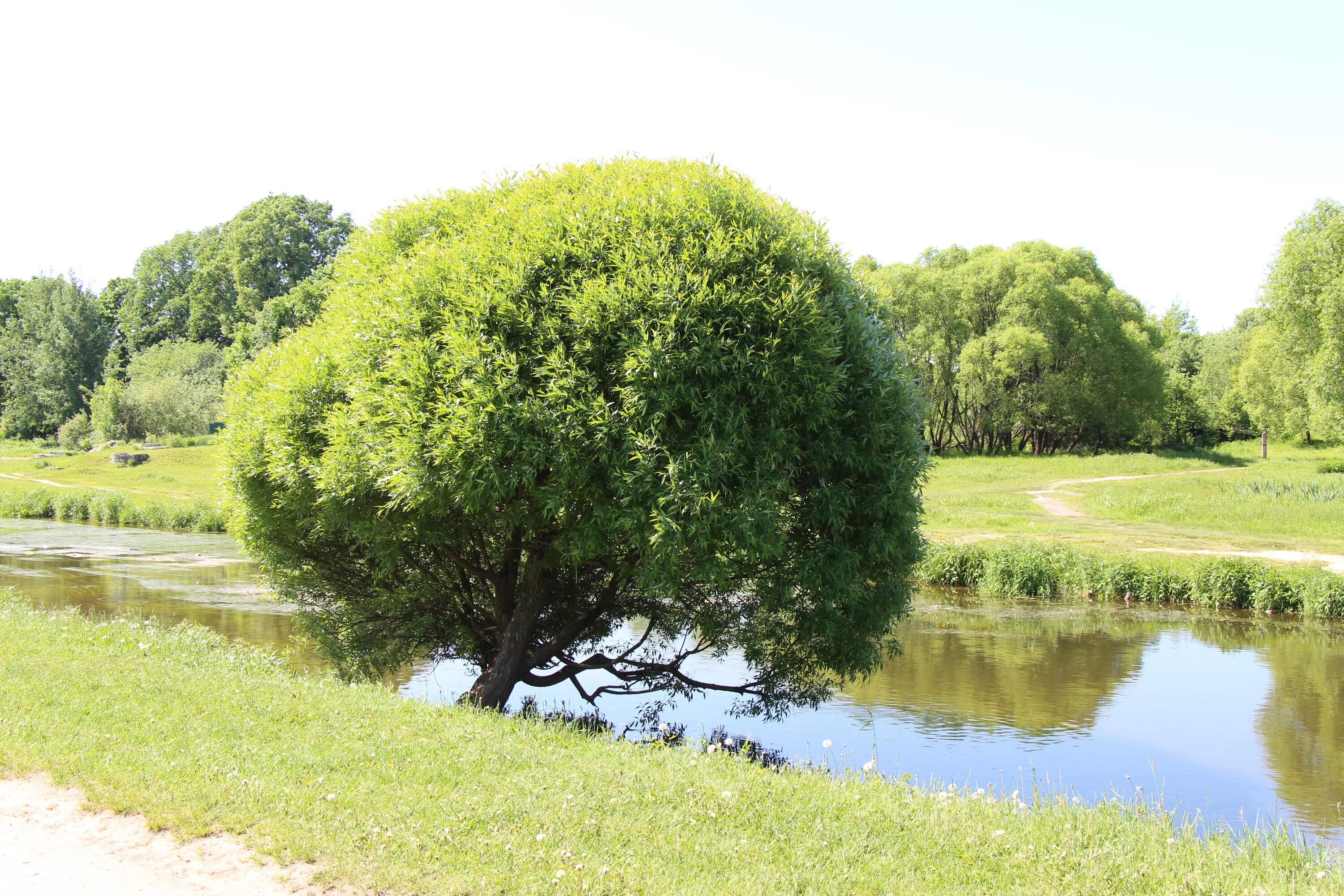 Дерево округлой формы. Ива ломкая шаровидная (Ракита). Ива ломкая Salix fragilis. Ива ломкая (шаровидная) Salix fragilis. Ива ломкая (Salix fragilis) «bullata».