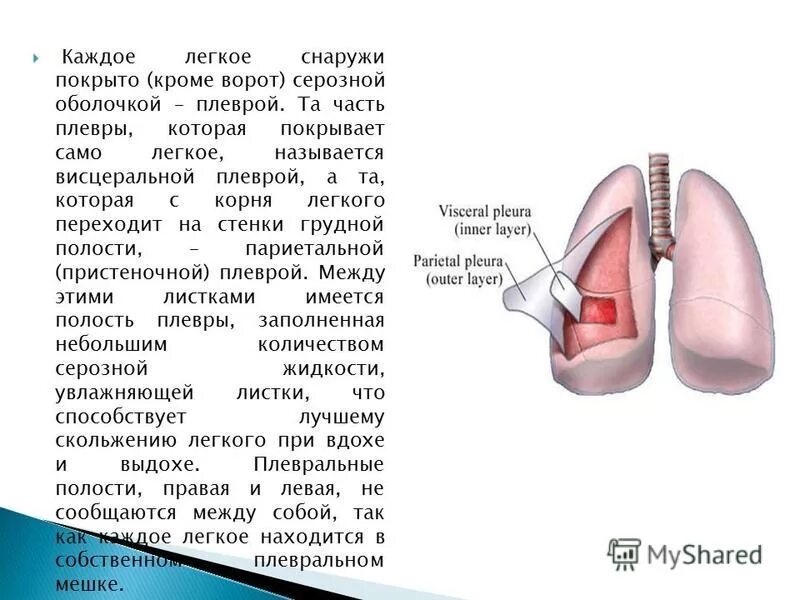 Легкие покрыты снаружи оболочкой. Снаружи легкое покрыто. Лёгкие покрыты оболочкой легочной плеврой. Оболочка покрывающая легкие. Легкие снаружи покрыты серозной оболочкой —легочной плеврой.