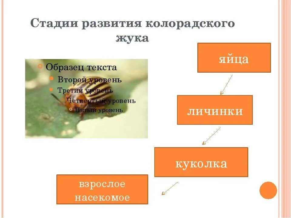 Какой тип развития характерен для жука. Жизненный цикл колорадского жука схема. Колорадский Жук стадии развития личинки. Постэмбриональное развитие колорадского жука. Этапы развития колорадского жука.