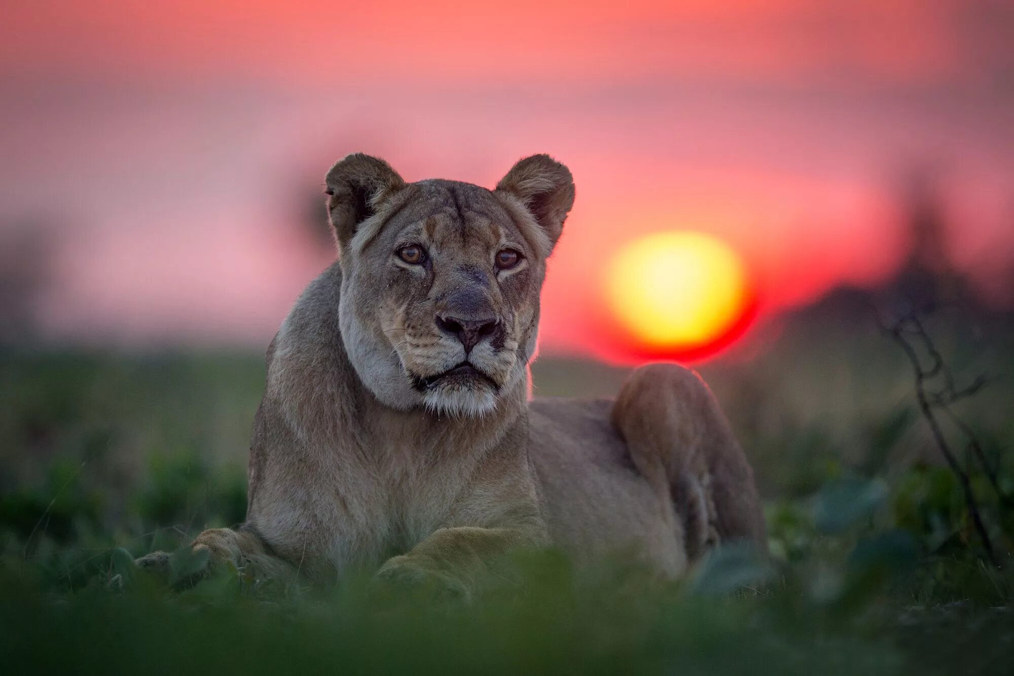 Lioness in the rain. Львица. Красивый Лев. Красивая львица. Картинки на рабочий стол львица.